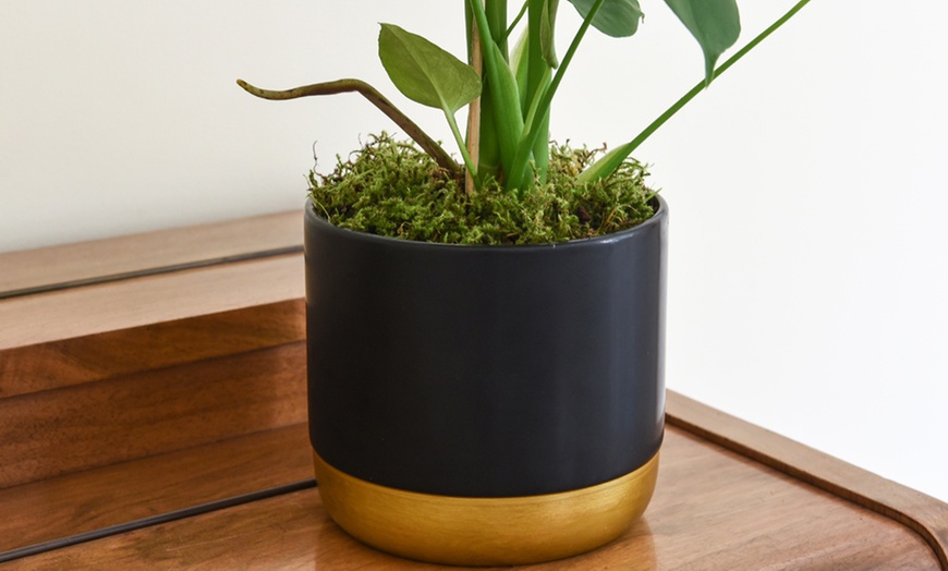 Image 4: Swiss Cheese Plant with Pot