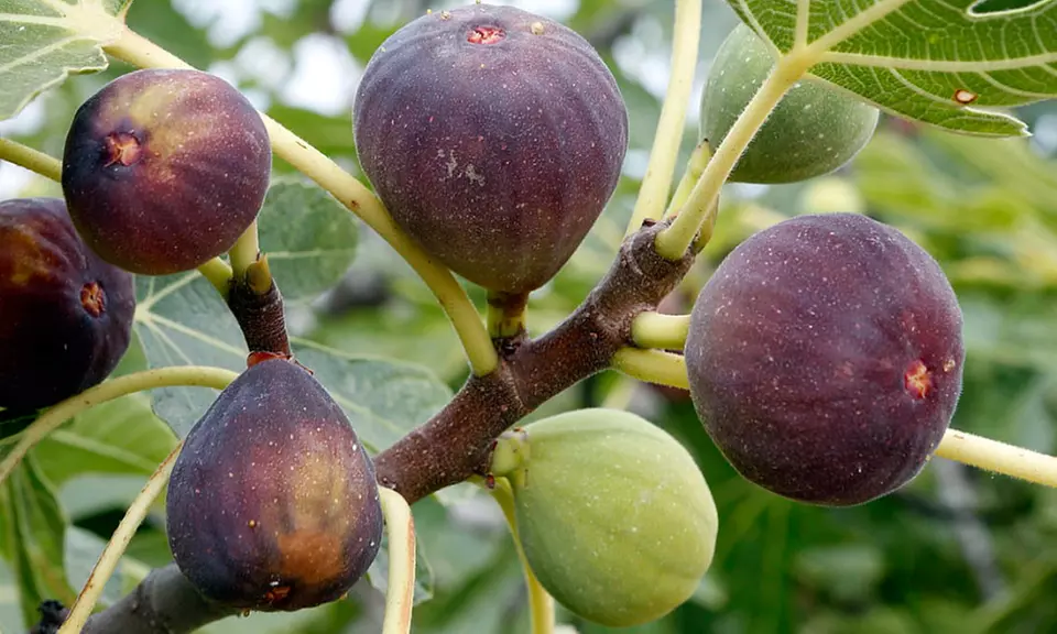 Super-Hardy Indoor/Outdoor Edible Fig Tree in a Pint Pot - Primary Image