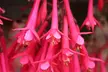 5 or 10 Fuchsia Eruption Plants - Second Medium