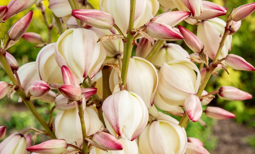 Image 3: Yuccas gloriosa ''Bright Star'' 