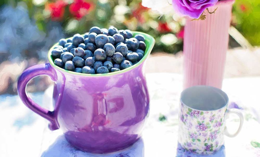 Image 2: Two Blueberry Plants in 9cm Pots