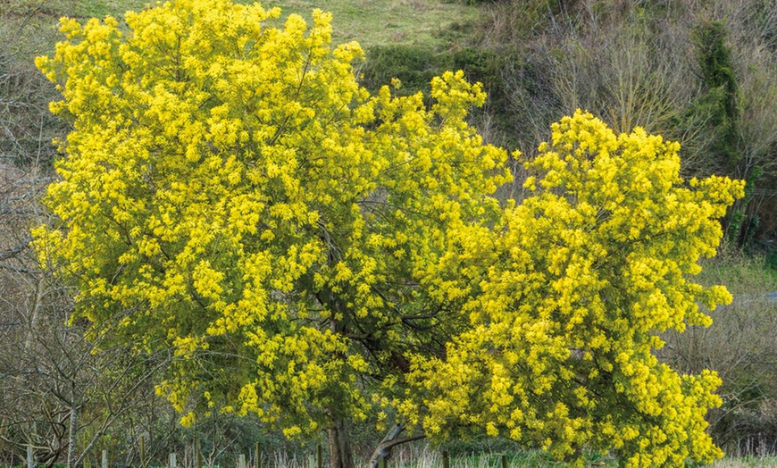 Image 4: Acacia Mimosa Dealbata in 9cm Pot - One, Two or Three Plants