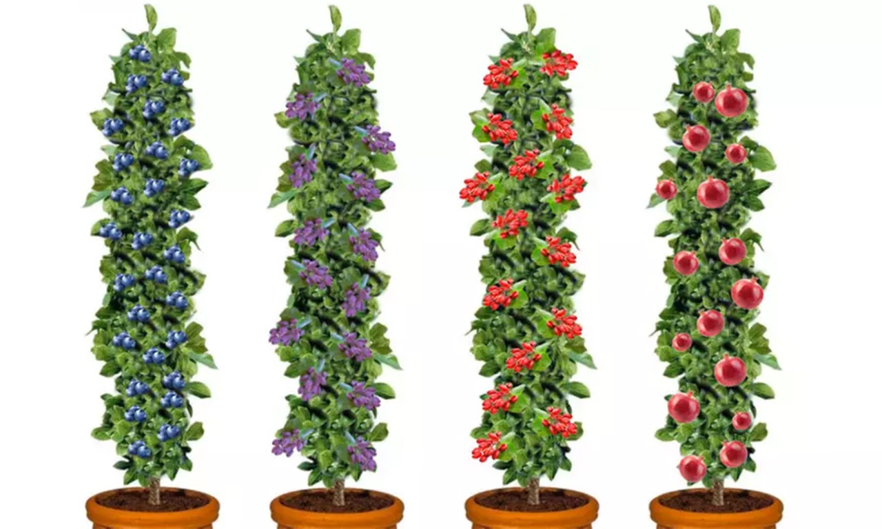 Set de 4 Plantas Frutales