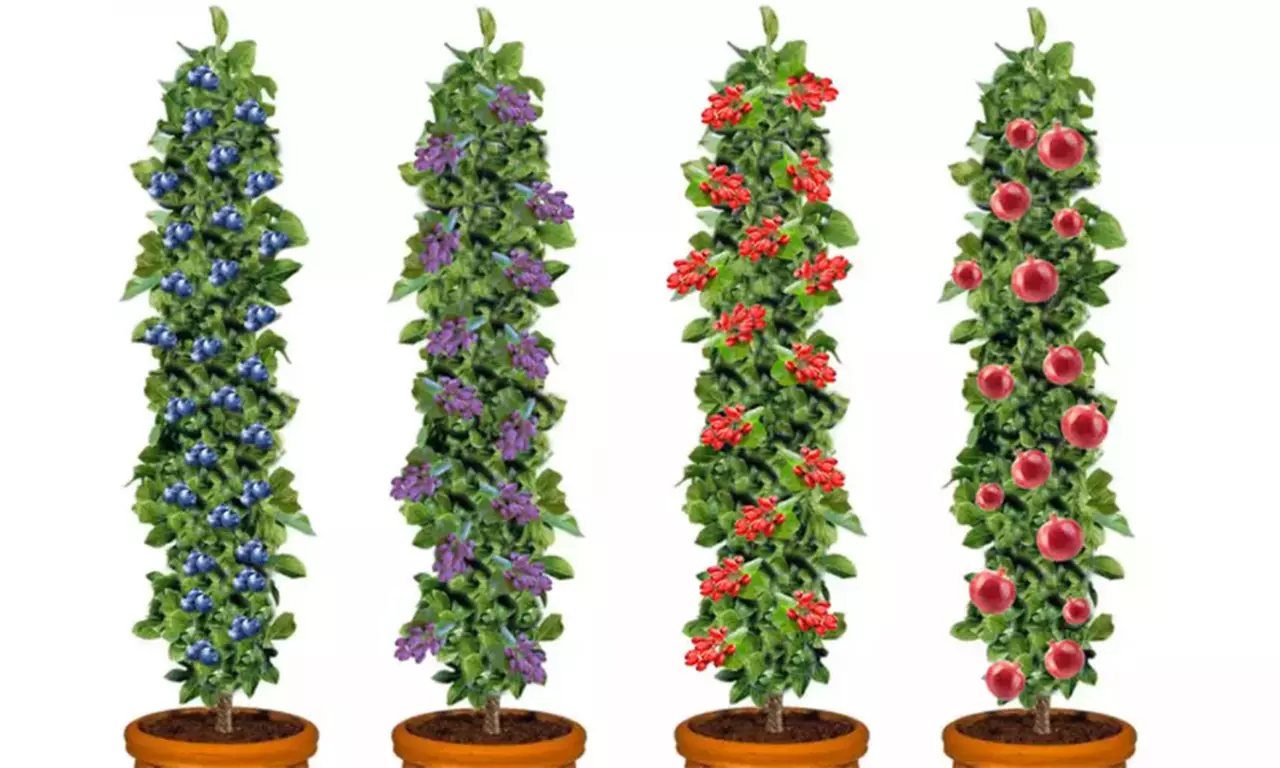 1 o 2 Set de 4 Plantas Frutales, Vitalidad y Frescura - Primary Image