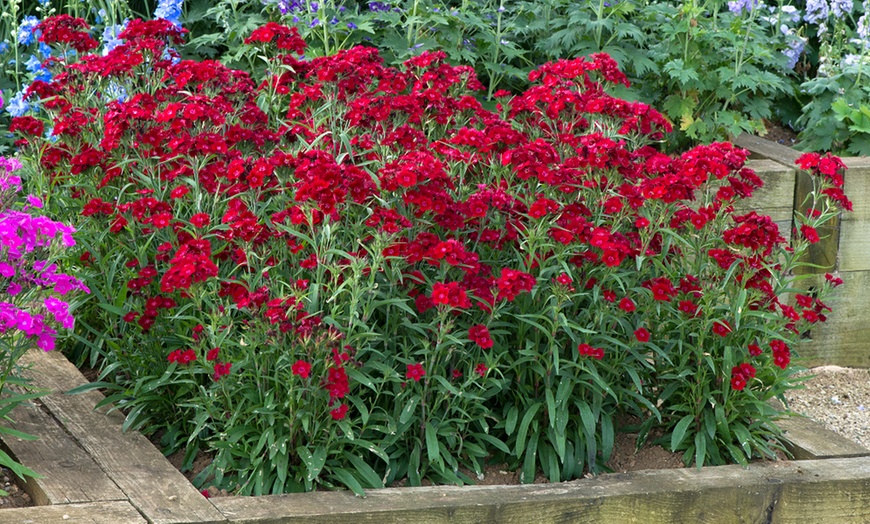 Image 1: 15 or 30 Dianthus 'Rockin' Red' Premium Perennial Plants