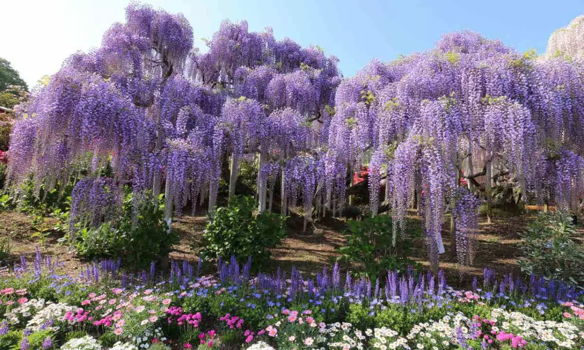 Lot de 3 ou 6 plants de glycine Wisteria
