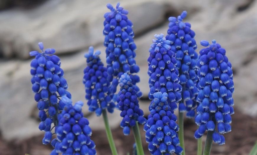 Image 4: Lote de 50, 100 o 200 bulbos de Muscari Armeniacum y White Magic