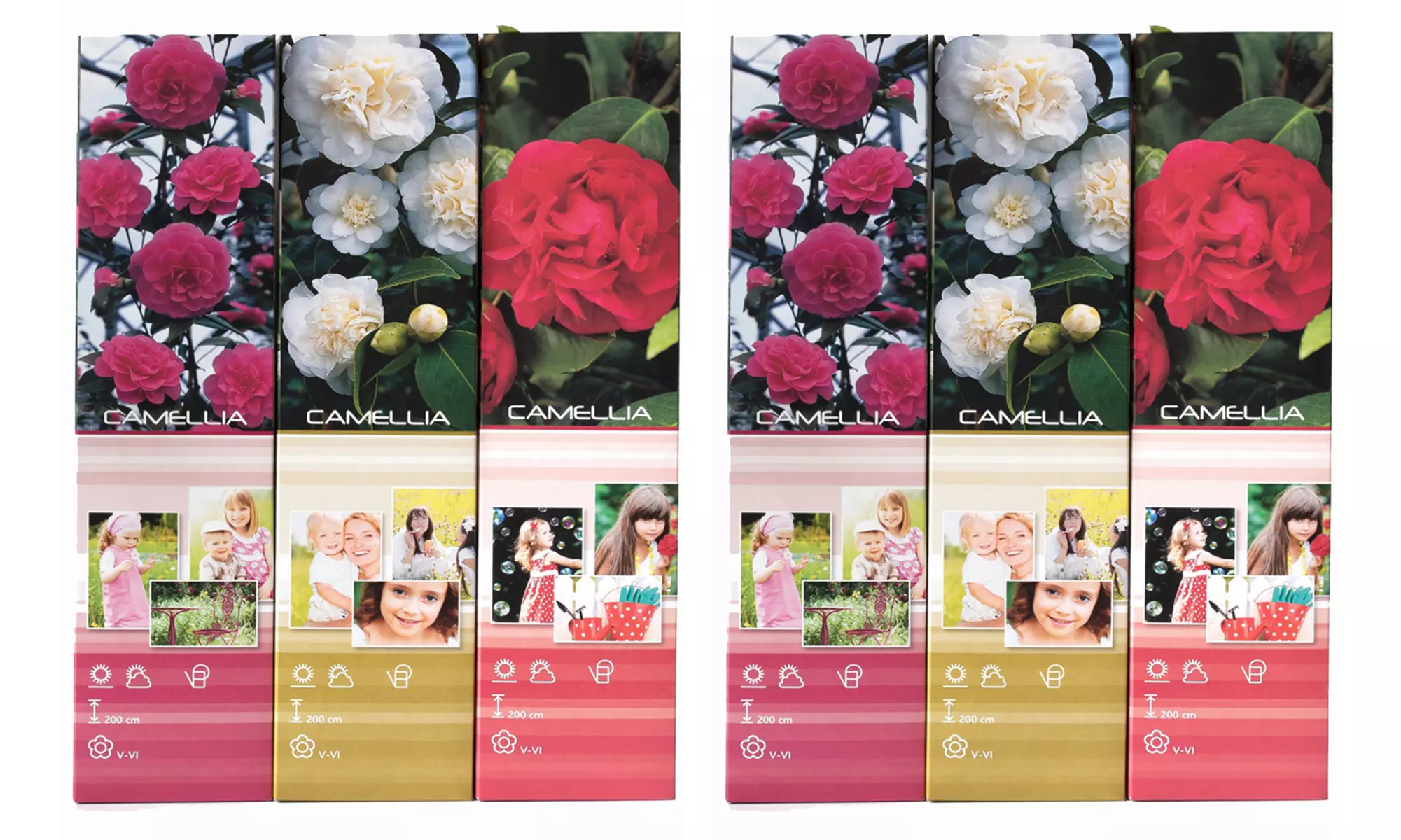 1 ou 2 lots de 3 Camélias japonais