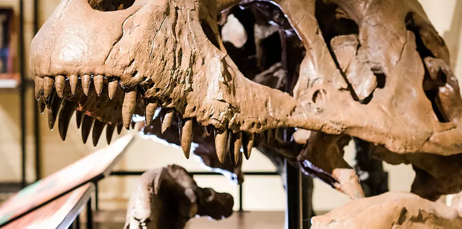Admission for One, Two, or Four at North Museum Of Natural History And Science (Up to 48% Off) - Primary Image