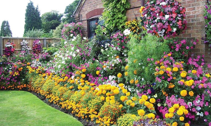 24 or 48 Summer Bedding Plants | Groupon