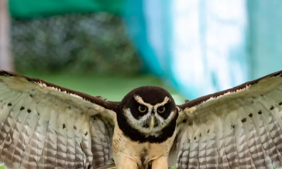 Up to 62% Off on Zoo / Animal Park at Wild Wings Birds Of Prey