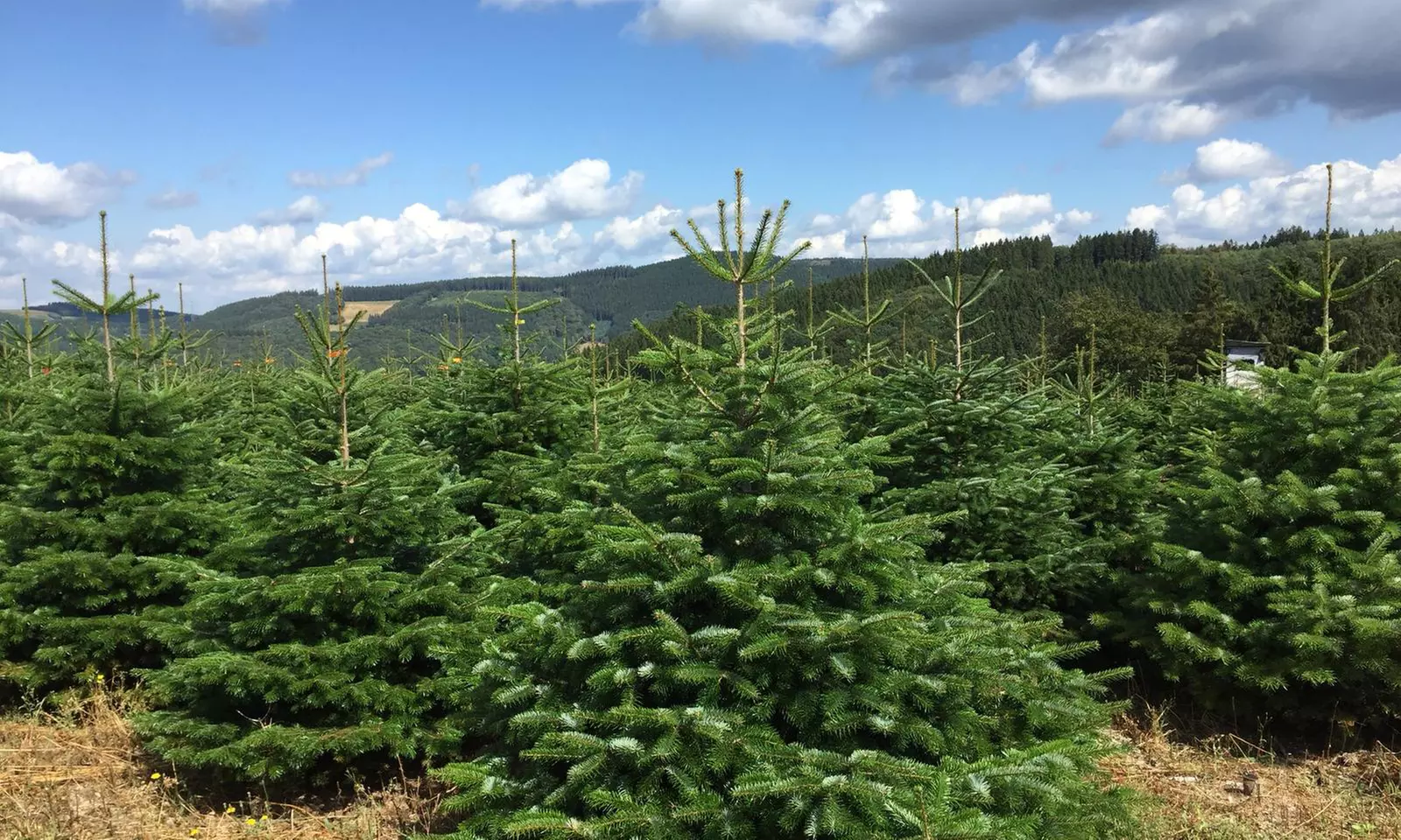 Lieferung einer Nordmanntanne in der Größe deiner Wahl