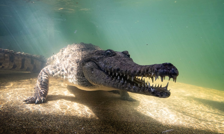 Image 6: Explore Wild Encounters with Adult and Child General Admission Tickets