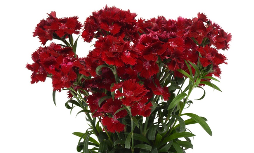 Image 8: One or Three Fragrant Dianthus 'Rocking Red' Potted Plants