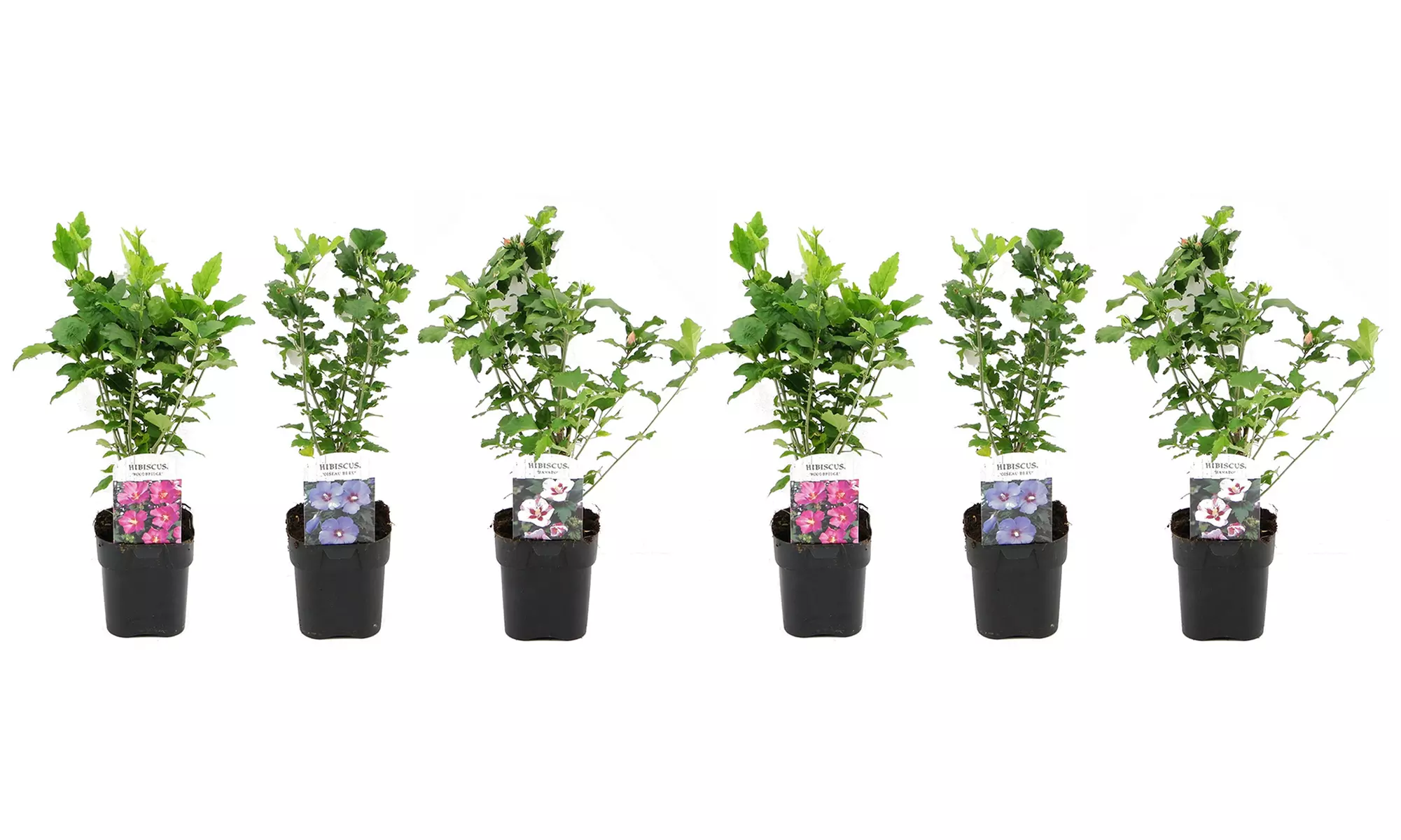 1 ou 2 lots de 3 Hibiscus avec pot de culture - Image 7