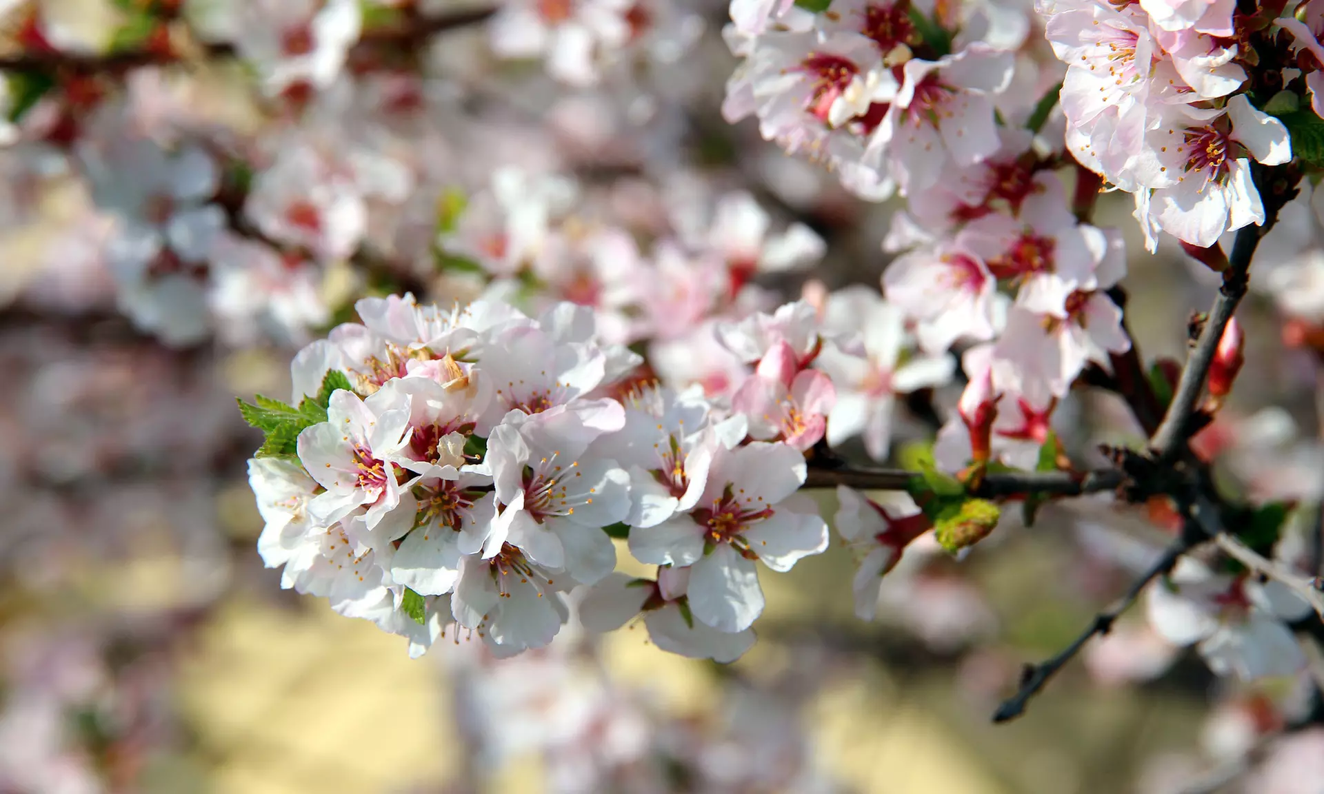 Arbres fruitiers XXL