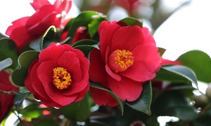 Hardy Camelia Collection - 1 ...