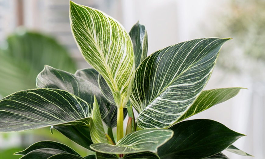 Image 3: 1x oder 2x Philodendron White Wave