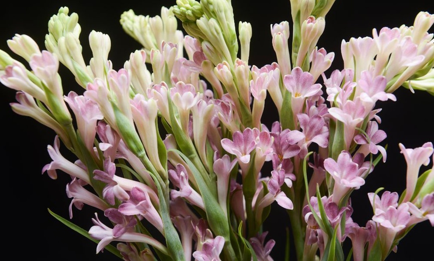 Image 2: Polianthes tuberosa 'Pink Sapphire' – Buy 3 or 6 Tubers