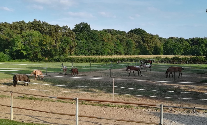 Image 4: 3 o 5 lezioni di equitazione alla Scuderia della Ghana