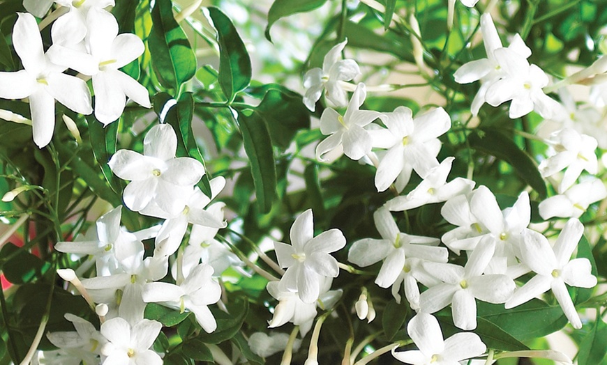 Image 3: Fragrant Jasmine Plant on a Hoop