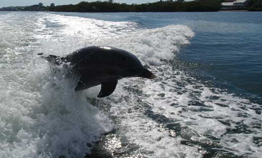 Image 5: Sip, Sail, & Spot Dolphins: Morning, Sunset, & Sandbar Cruise for Up to 6 People w/ Siesta Dolphin Tours (Up to 50% Off)
