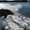 Image 5: Sip, Sail, & Spot Dolphins: Morning, Sunset, & Sandbar Cruise for Up to 6 People w/ Siesta Dolphin Tours (Up to 50% Off)