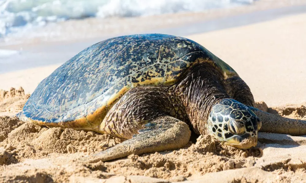 Full-Day 16 Location Tour Including Snorkeling with Tour Guide in Oahu