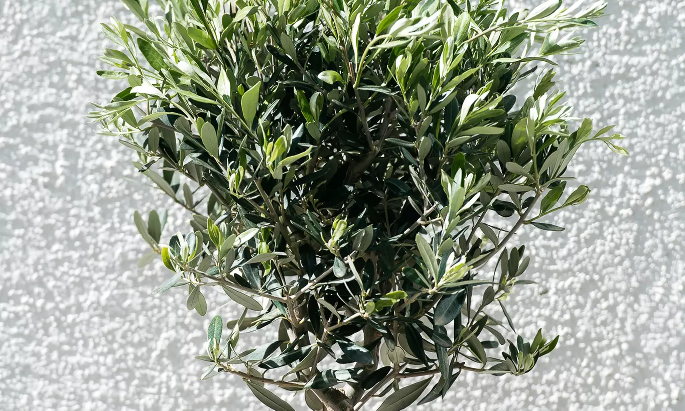 1 of 2 XXL rustieke olijfbomen