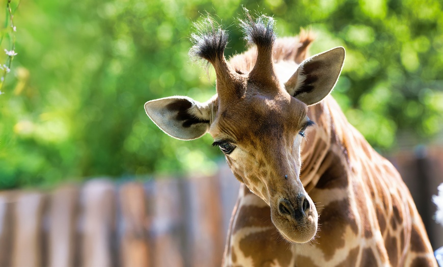 Image 3: 1 entrée adulte ou enfant pour le Touroparc Zoo