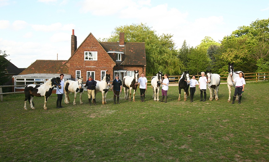 Image 3: Intensive Horse Riding Course