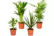 Lot de 4 de plantes d'intérieur résistantes ou adaptées aux animaux domestiques - Second Medium