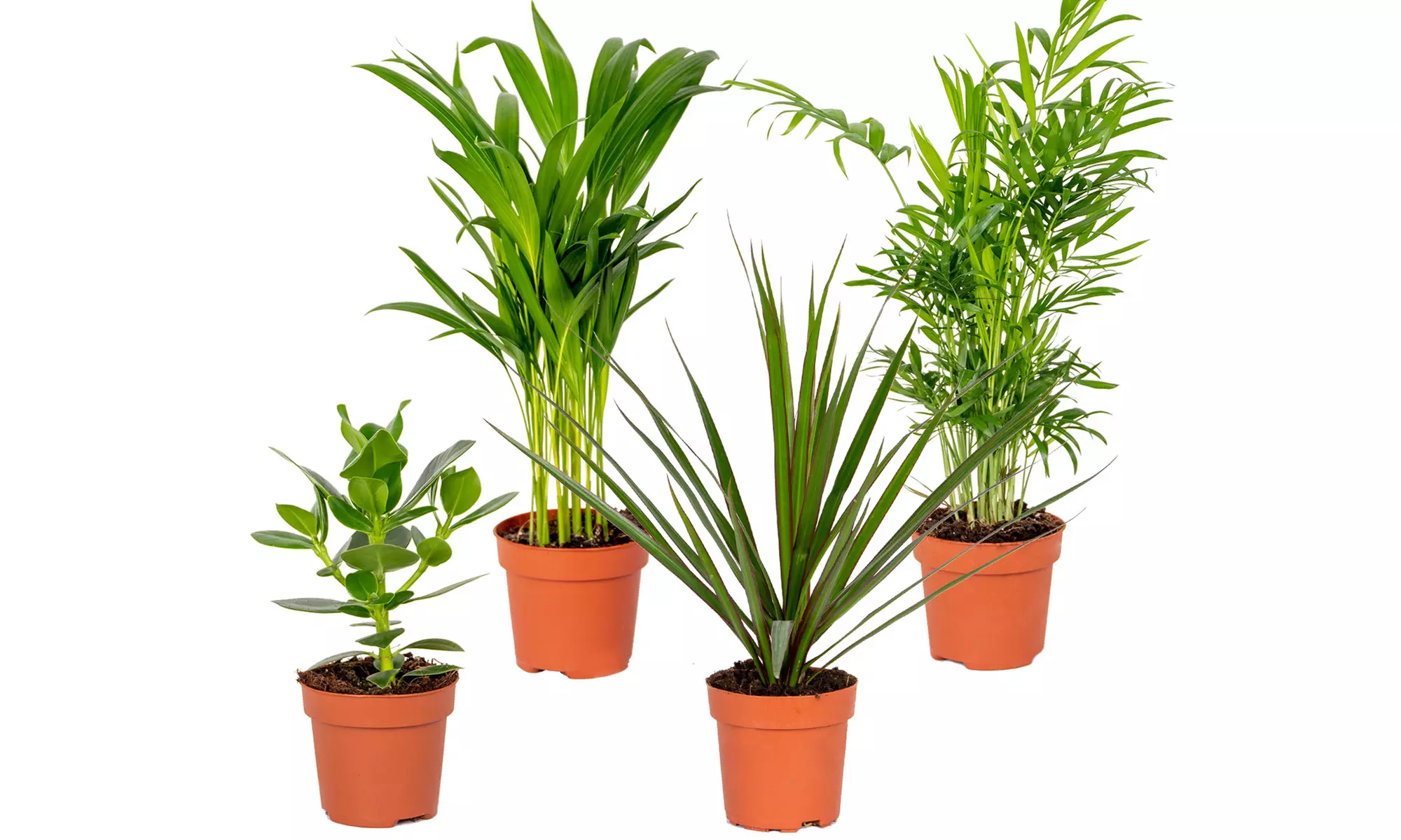 Lot de 4 de plantes d'intérieur résistantes ou adaptées aux animaux