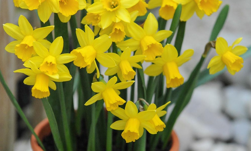 Image 5: 25, 50 or 100 Narcissus Daffodil Tete-a-Tete Hardy Bulbs