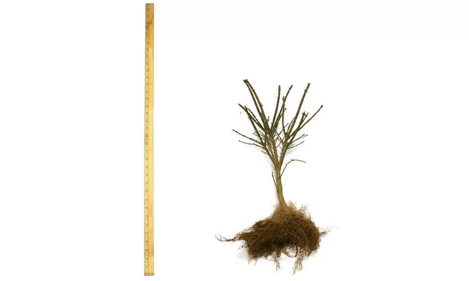 One Bare Root of Red Burning Bush - Second Medium