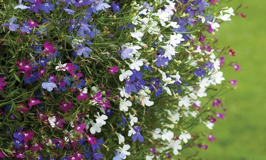 Image 5: Up to 30 Garden-Ready Plants of Lobelia Ultra Cascade Mix