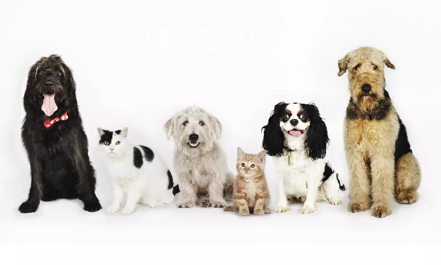 Up to 35% Off on  at Noor Al Hayah Pets Hairdressing Salon - Primary Image