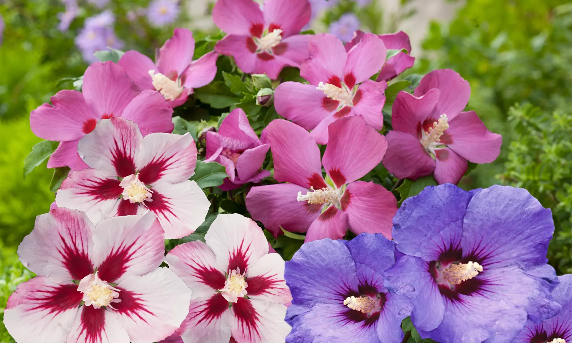 1 ou 2 lots de 3 Hibiscus avec pot de culture - Primary Image