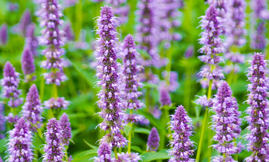 Image 1: Agastache Crazy Fortune