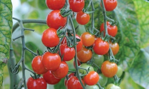  Tomato Sweet Aperitif Plants 