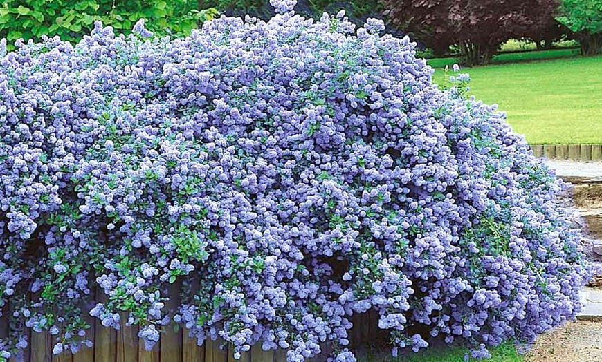 Image 3: XXL California Lilac Shrubs