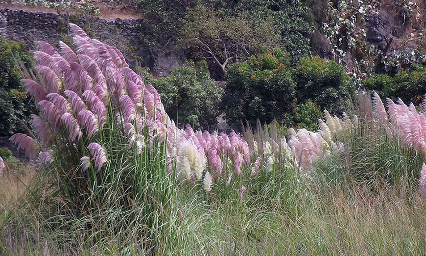 Image 2: 3 or 6 Pampas Grass Collection
