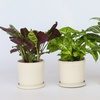 Image 1: Mix de 3 plantes d'intérieur