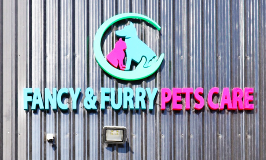 Image 11: Pawfect Makeover: Basic & Full Pet Grooming for Cats and Dogs