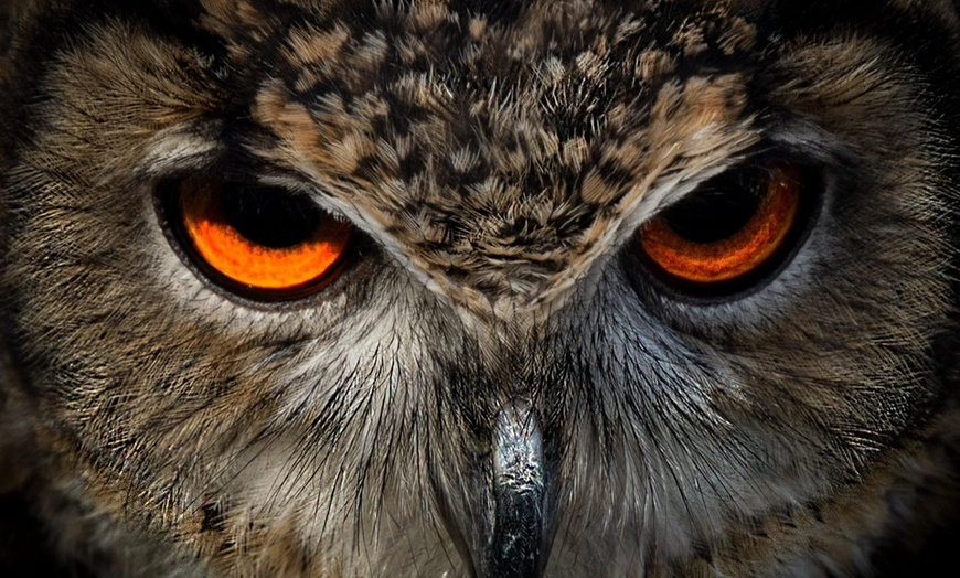 Image 3: Evening Owl and Bird of Prey Encounter with Food and Drink