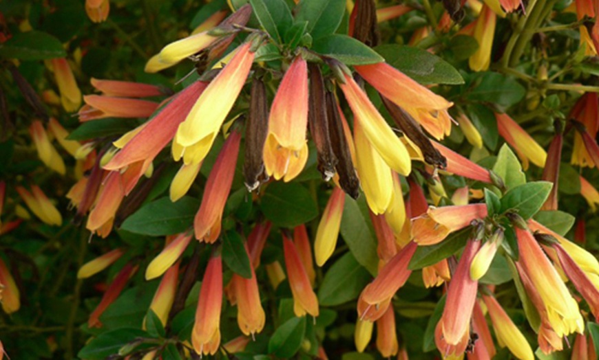 Image 6: One or Three Brazilian Fuchsia Plants