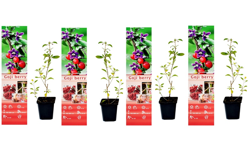 Image 4: Lot de 4 plants de baies de Goji