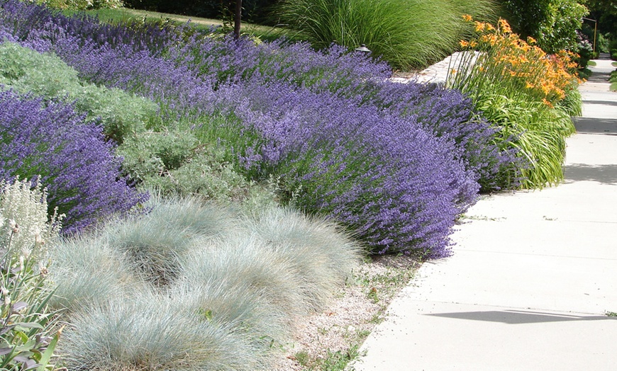 Image 2: Ornamental Grass Collection – 3 or 6 Potted Plants