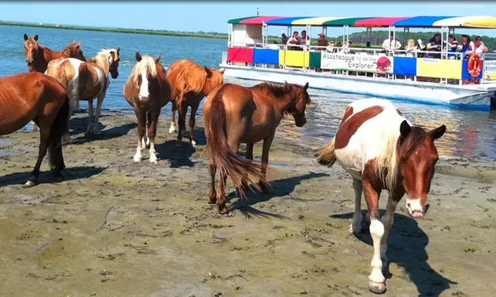 Wild Pony Watching-Nature Cruise for One Child or One Adult from Assateague Explorer (Up to 15% Off) - Primary Image