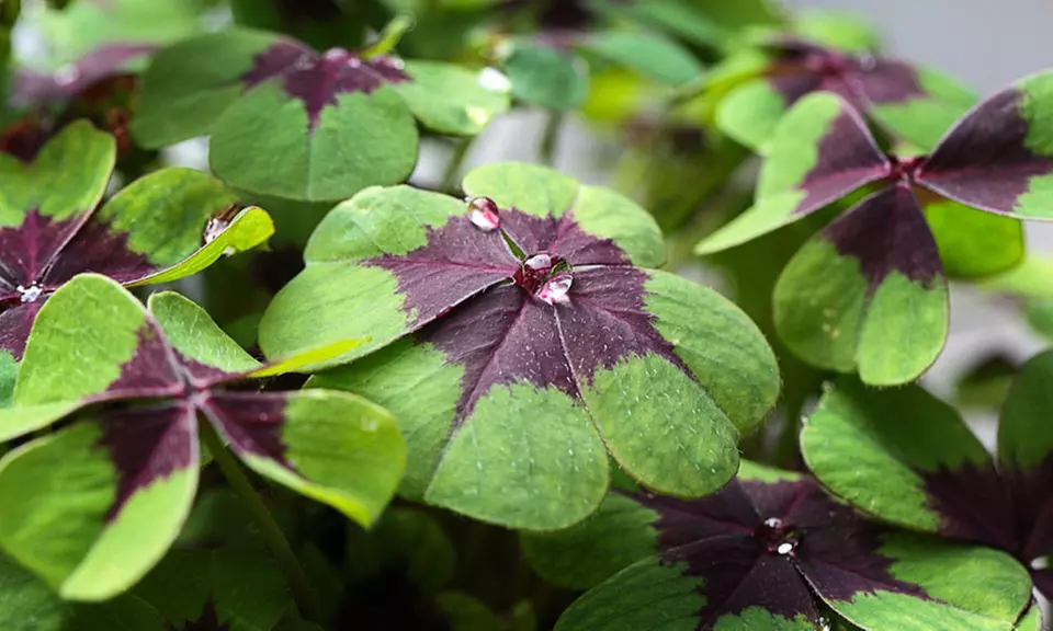 Oxalis Iron Cross Lucky Shamrock Clover (15 Bulbs) - Primary Image